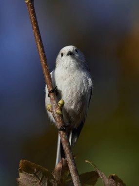 Uzun kuyruklu baştankara doğal habitatları Danimarka