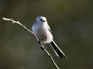 Uzun kuyruklu baştankara doğal habitatları Danimarka