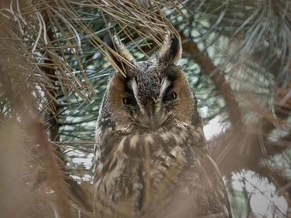 Búho Orejas Largas Asio Otus — Foto de Stock