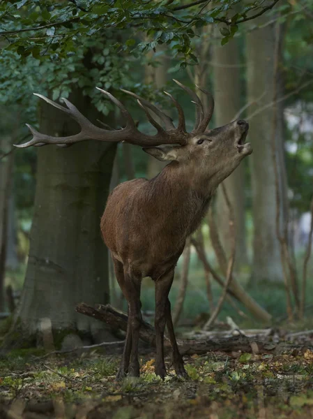 Red Deer Its Natural Habitat Denmark — Stock Photo, Image