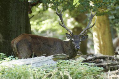 Doğal habitatları Danimarka kızıl geyik
