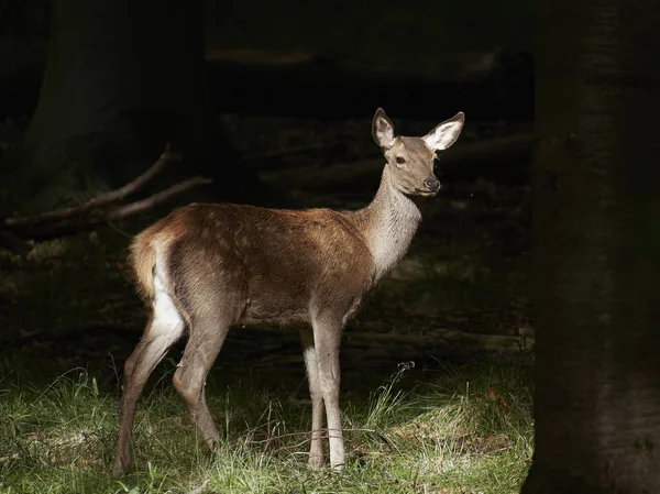 Cervos Vermelhos Seu Habitat Natural Dinamarca — Fotografia de Stock