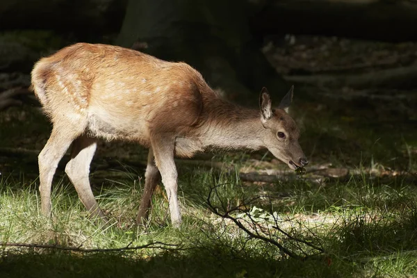 Edelhert Zijn Natuurlijke Habitat Denemarken — Stockfoto