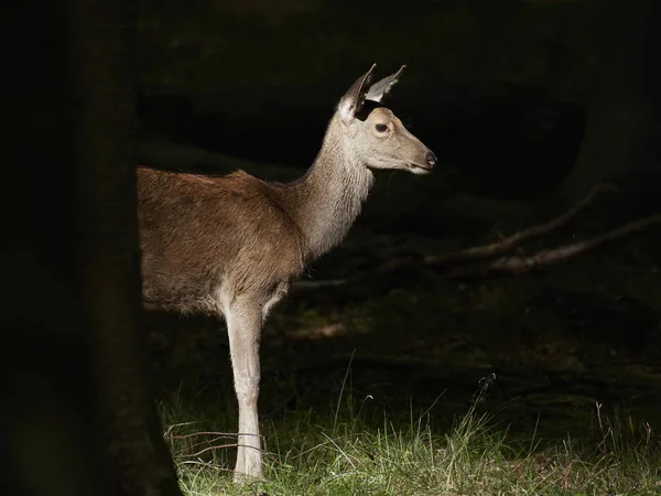 Red Deer Its Natural Habitat Denmark — Stock Photo, Image