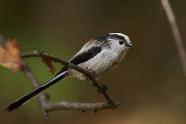 Uzun kuyruklu baştankara doğal habitatları Danimarka