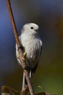 Uzun kuyruklu baştankara doğal habitatları Danimarka