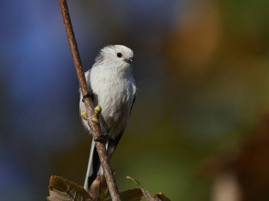 Uzun kuyruklu baştankara doğal habitatları Danimarka