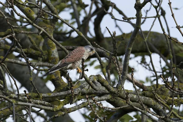 Torenvalk Zijn Natuurlijke Habitat Denemarken — Stockfoto