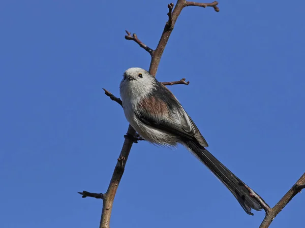 Mésange Longue Queue Dans Son Habitat Naturel Danemark — Photo