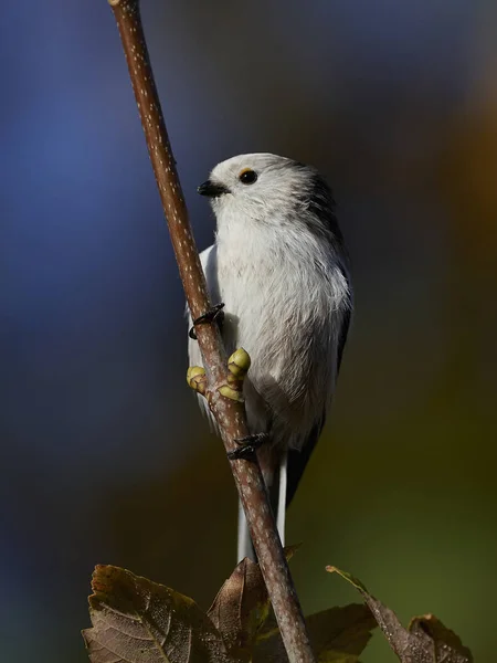 Langschwanzmeise Ihrem Natürlichen Lebensraum Dänemark — Stockfoto