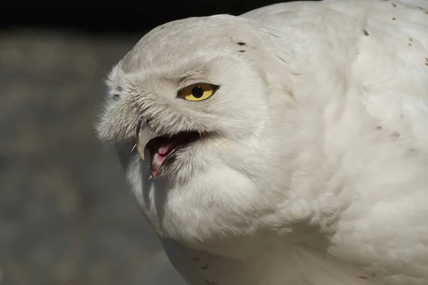 Hibou Des Neiges Bubo Scandiacus — Photo