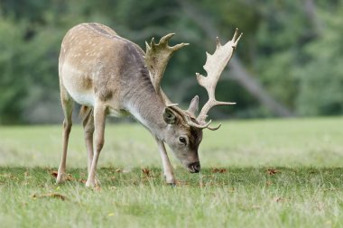 Doğal habitatları Danimarka alageyik