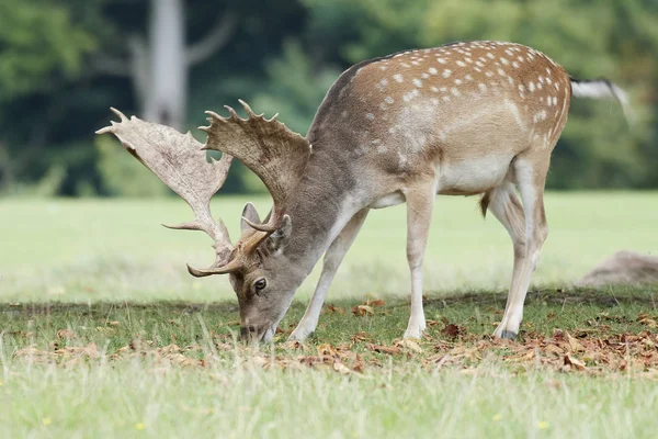 Cervi Nel Loro Habitat Naturale Danimarca — Foto Stock