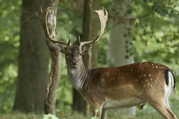 Fallow Deer Its Natural Habitat Denmark — Stock Photo, Image