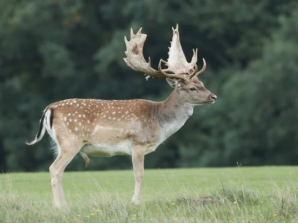 Fallow Deer Its Natural Habitat Denmark — Stock Photo, Image