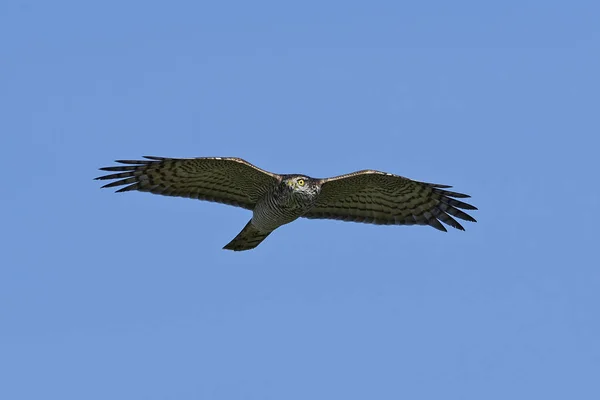 Eurasijský Vrabčák Letu Modrou Oblohou Pozadí — Stock fotografie