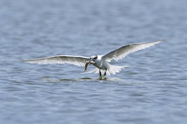 Sandviç kabuğu Danimarka 'daki doğal ortamında.