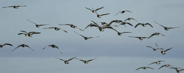 Barnacle Geese Flight Habitat Denmark — Stock Photo, Image