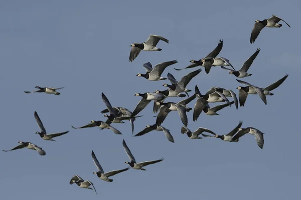 Barnacle Geese Flight Habitat Denmark — Stock Photo, Image