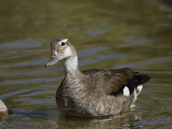 Teal Anelado Seu Habitat Natural — Fotografia de Stock