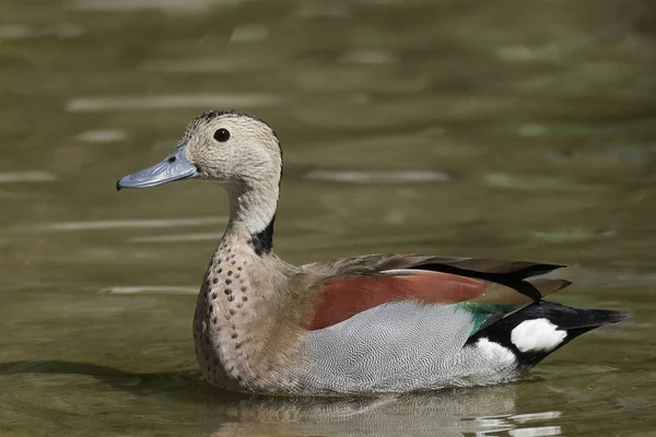 Ringmärkta Kricka Sitt Naturliga Habitat — Stockfoto