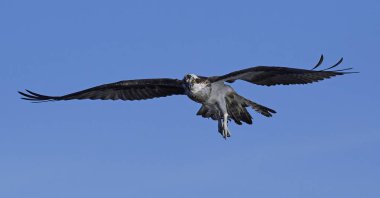 Doğal habitatları İsveç'te uçuş sorguç