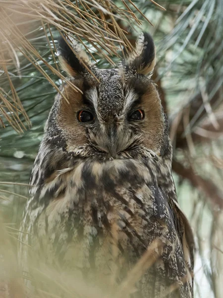Long Eared Owl Asio Otus — Stock Photo, Image