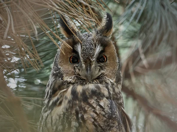 Langohr Eule Asio Otus — Stockfoto