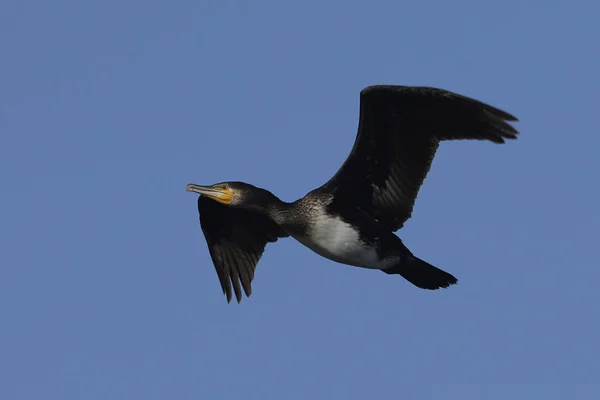 Grande Cormorano Nel Suo Habitat Naturale Danimarca — Foto Stock