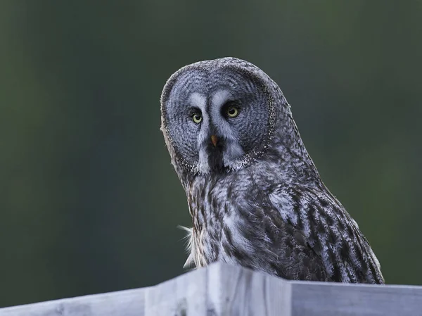 Grande Gufo Grigio Nel Suo Habitat Naturale Svezia — Foto Stock