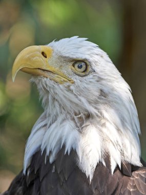 Arka plan bitki örtüsü ile kel kartal closeup portresi