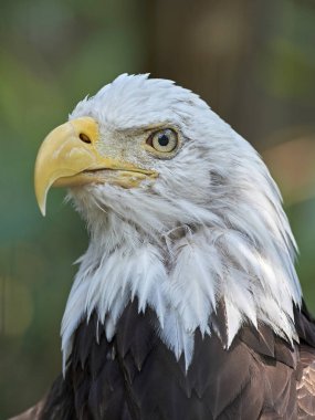 Arka plan bitki örtüsü ile kel kartal closeup portresi