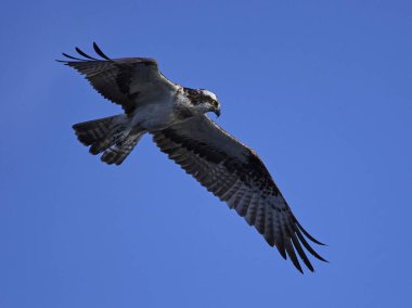 Doğal habitatları İsveç'te uçuş sorguç