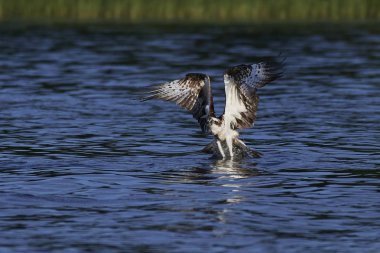 Doğal habitatları İsveç'te uçuş sorguç