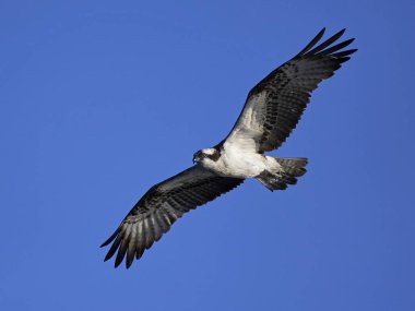 Doğal habitatları İsveç'te uçuş sorguç