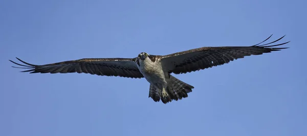 Osprey Під Час Польоту Його Природному Середовищі Існування Швеції — стокове фото