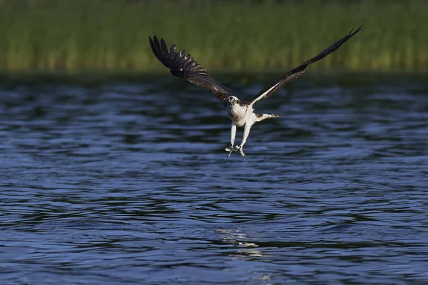 Osprey Vuelo Hábitat Natural Suecia —  Fotos de Stock