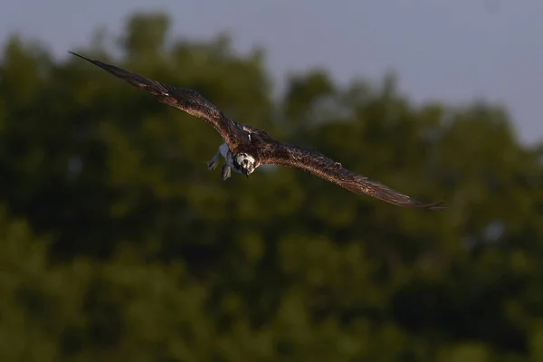 Osprey Під Час Польоту Його Природному Середовищі Існування Швеції — стокове фото