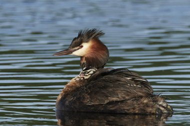 Danimarka 'daki doğal habitatında büyük ibikli yunus balığı