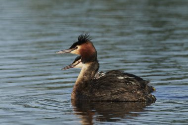 Danimarka 'daki doğal habitatında büyük ibikli yunus balığı