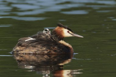 Danimarka 'daki doğal habitatında büyük ibikli yunus balığı