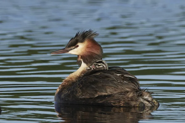 Grebe Czubaty Swoim Naturalnym Środowisku Danii — Zdjęcie stockowe