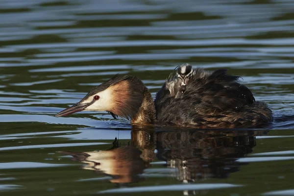 Velký Erb Grebe Svém Přírodním Prostředí Dánsku — Stock fotografie