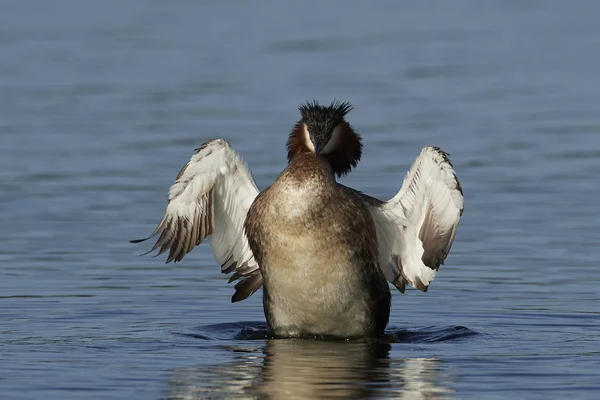 Grande Grebe Seu Habitat Natural Dinamarca — Fotografia de Stock