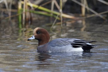 Doğal habitatları Danimarka Avrasya wigeon