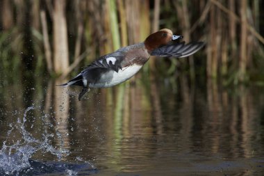 Avrasya wigeon (Mareca penelope)