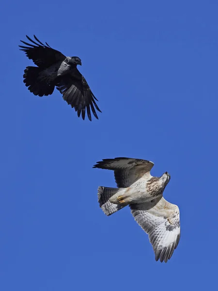 Corvo Incappucciato Che Prepotente Una Poiana Comune Volo Con Cieli — Foto Stock