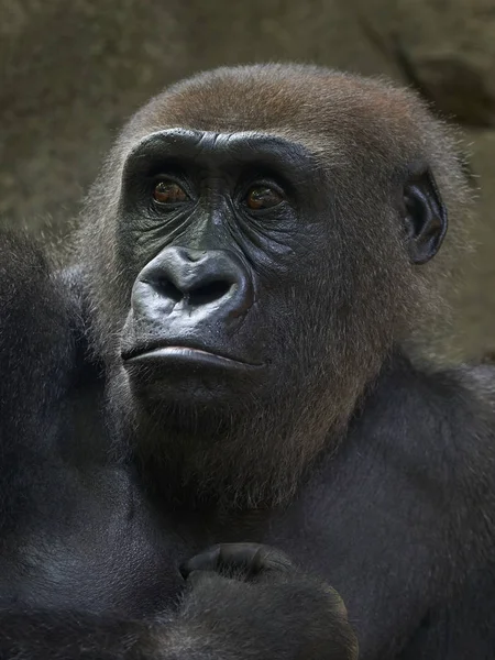 Vértes Portréja Nyugati Síkvidéki Gorilla — Stock Fotó