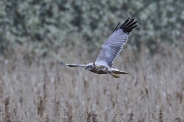 Binturongun doğal yaşam ortamı içinde Batı marsh harrier