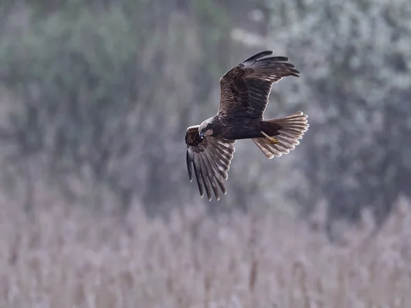 Westerse Bruine Kiekendief Zijn Natuurlijke Habitat — Stockfoto